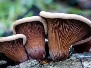 Panus auricular (pilaf aura): รูปถ่ายและคำอธิบาย