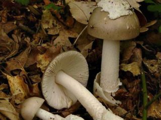 Harmaa kelluva (amanita vaginal): kuva ja kuvaus