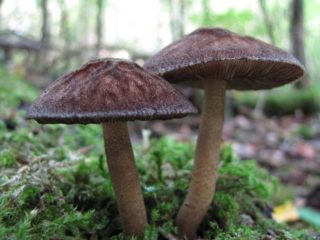 Umber-pelle: kuva ja kuvaus