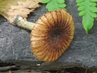 Zāģpēdas rievas (Lentinus sarkanīgi): foto un apraksts