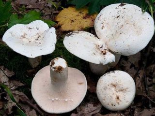 Glaukozs gabals: foto un apraksts