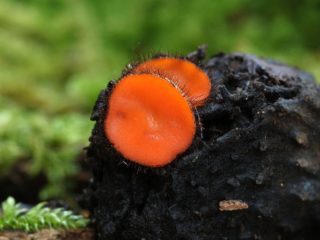 Scutellinia skydliaukė (Scutellinia lėkštė): nuotrauka ir aprašymas
