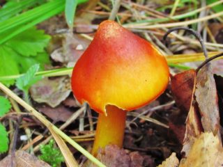 Kartiomainen hygrocybe: kuvaus ja valokuva