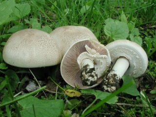 Champignon rosa plate (grasiøs): spiselighet, beskrivelse og bilde