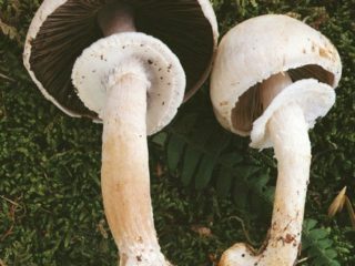 Champignon tydelig knute (kurve): spiselighet, beskrivelse og bilde