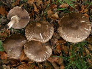Metsäsieniä: kuva ja kuvaus, syötävyys