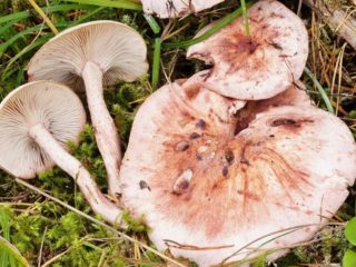 Gigrofor reddening: edibility, description, photo