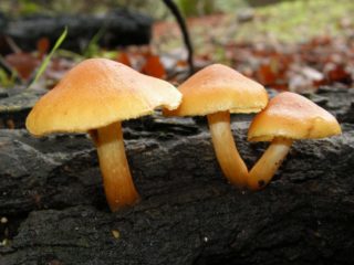 Pine hymnopil: kuvaus ja valokuva