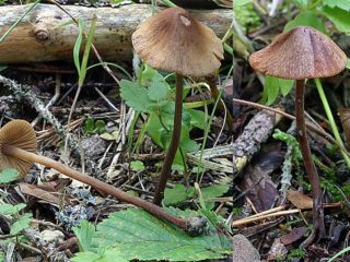 Suurikokoinen konocybe: kuvaus ja valokuva