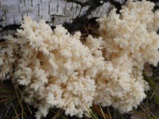 Hericium coral (koralli): kuva ja kuvaus, reseptit, lääkinnälliset ominaisuudet