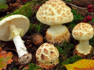 Amanita muscaria (keltainen-vihreä, sitruuna): valokuva ja kuvaus, sopiiko se kulutukseen