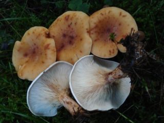 Eilutė vandens dėmė (ruda-geltona pašnekovė): kur auga, kaip atrodo