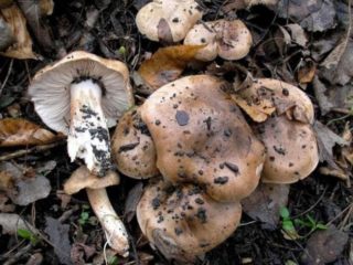Poplar ryadovka: สูตรการปรุงอาหารภาพถ่ายและวิดีโอแสนอร่อย