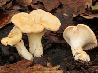 Hericium yellow (Gidnum champlevé): foto e descrizione, vantaggi, come cucinare