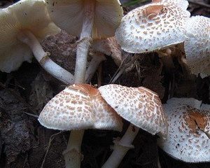 Skėčio šukos (Lepiota šukos): aprašymas ir nuotrauka
