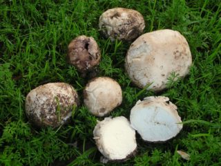 Svina pelēks atloks: apraksts un fotoattēls, ēdamība