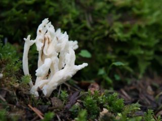 Clavulina saburzīta: apraksts un foto