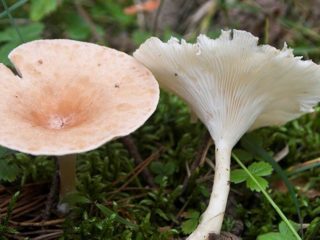 Grybų govorushka piltuvėlio formos: aprašymas, naudojimas, nuotrauka