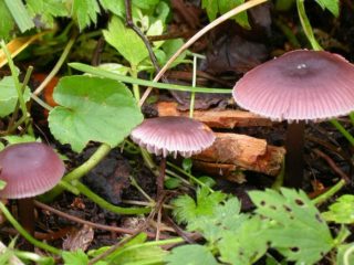 „Mycena clean“: aprašymas ir nuotrauka