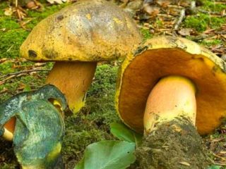 Borovik yellow: คำอธิบายและรูปถ่าย