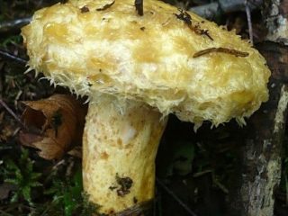 Sininen maitosieni (koiranmaito-sieni): kuva ja kuvaus