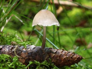 Mycena shishkolyubivaya: aprašymas ir nuotrauka