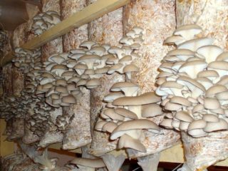 Austrinis grybas: nuotrauka ir aprašymas, auginimas