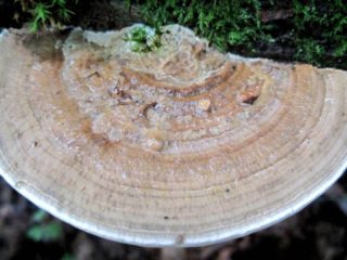 Dedaleopsis หยาบ (Polypore tuberous): รูปถ่ายและคำอธิบาย