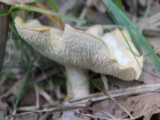 Hericium valkoinen (valkeahko): kuva ja kuvaus, miten valmistaa, lääkinnälliset ominaisuudet, reseptit