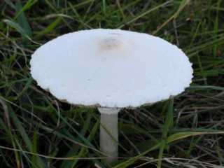 Ombrelli bianchi di funghi: foto e descrizione