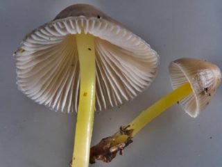 Mycena-limakalvo: missä se kasvaa, syötävyys, valokuva