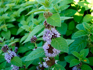 Aukstā piparmētra (angļu valodā): fotogrāfijas, atsauksmes, apraksts
