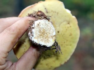 Porcini-sienissä on matoja ja kuinka saada ne ulos