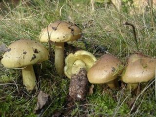 Rjadovkas siltumnīca: foto un apraksts, sagatavošana