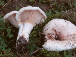 Haapamaito-sieni (poppeli, poppeli): kuva ja kuvaus, reseptit talvella