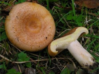 Maito kullankeltainen (kultainen maitomainen): kuva ja kuvaus