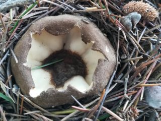 Geopora Sumner: vai ir iespējams ēst, apraksts un foto