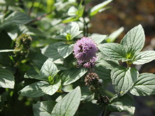 Ūdens piparmētra (ūdens): foto, apraksts, derīgās īpašības un kontrindikācijas
