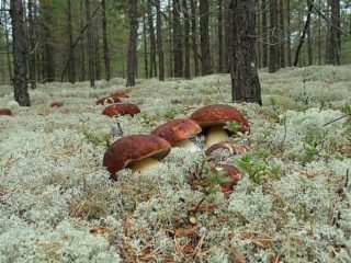 Missä piikkisieni kasvaa: missä metsissä ja puiden alla