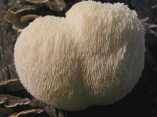 Pettine di Hericium: foto e descrizione, proprietà medicinali, come cucinare, ricette