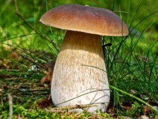 Valkoinen sieni: valokuva ja kuvaus, lajikkeet