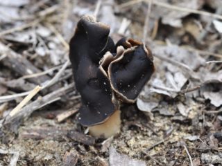 Baltkāju daiva: apraksts un foto