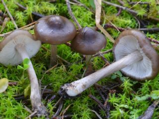 Melanoleuca mustavalkoinen: kuvaus ja valokuva