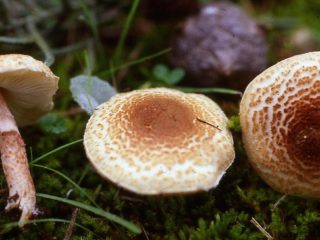 Nuodingas lepiota grybas: aprašymas ir nuotrauka