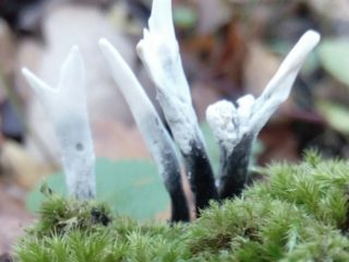 Xilaria Hypoxilon: kuvaus ja valokuva