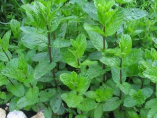 Mint menthol: foto dan keterangan, ulasan, foto, sifat berguna, aplikasi