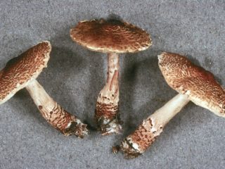 Scaly lepiota: aprašymas ir nuotrauka