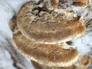 Trametes Trog: foto e descrizione