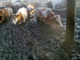 Leukemia pada lembu: apakah itu, langkah-langkah, pencegahan