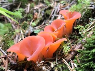 Huepinia gelvelloid (Hepinia gelvelloid): foto e descrizione